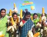 Selbstmorde in Indien: Die verheerenden Folgen durch Monsanto