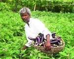 Gemüse auf Drogen – wie indische Bauern Wachstumshormone einsetzen